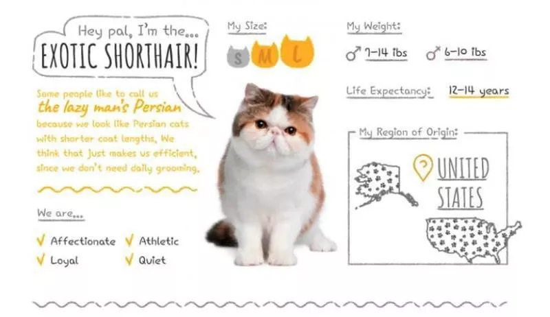 Exotic Shorthair Summary