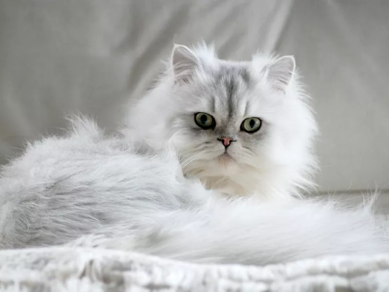 White Persian cat