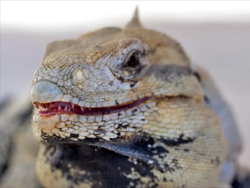 Varanus lizard