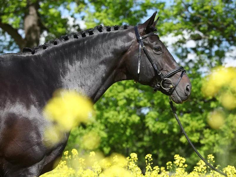 Dutch Warmblood