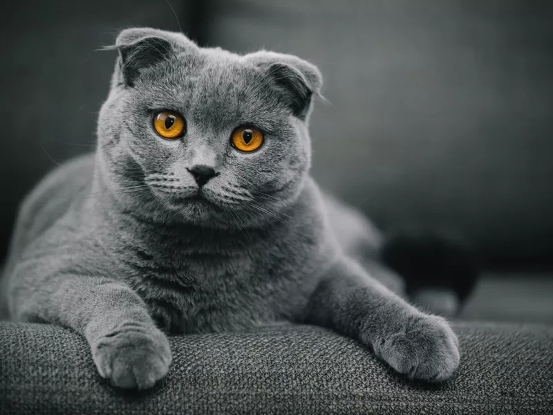 Scottish fold shorthair cat