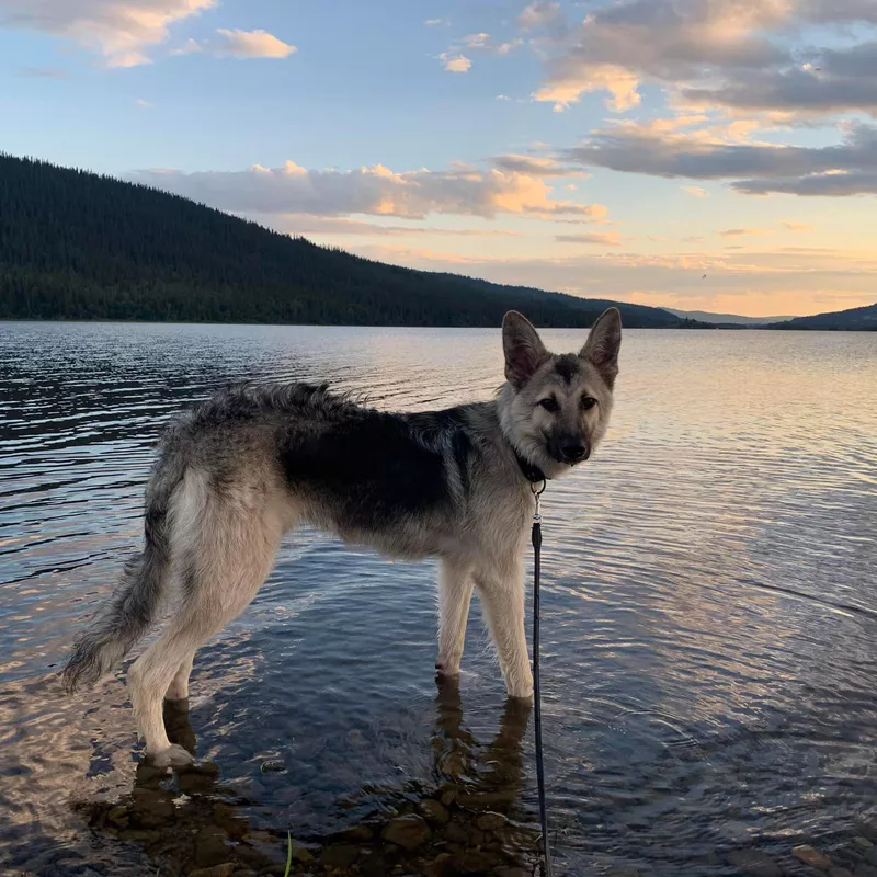 Wolf dna