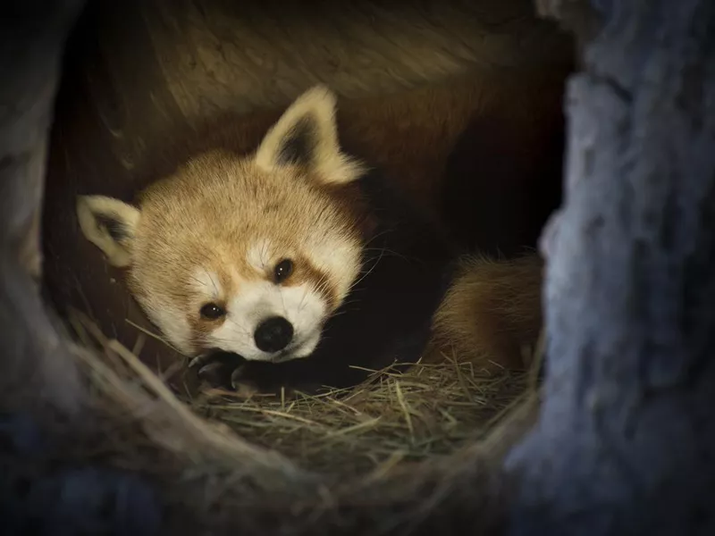 Red panda settles in for a long winters nap