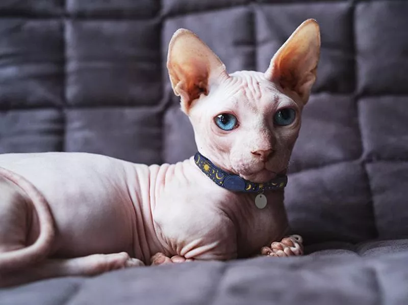 Bambino