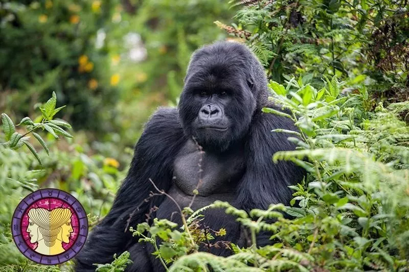 Gorilla