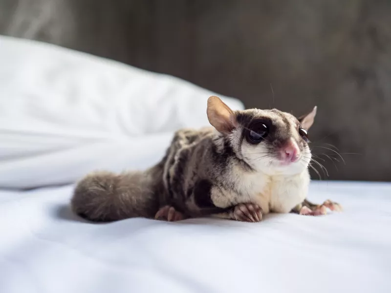 Cute little Sugar Glider