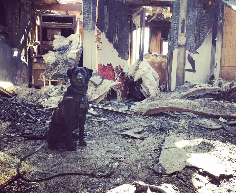 Bella the arson dog