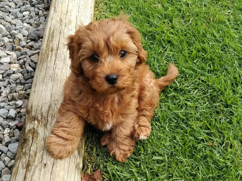 Cavapoo Puppy