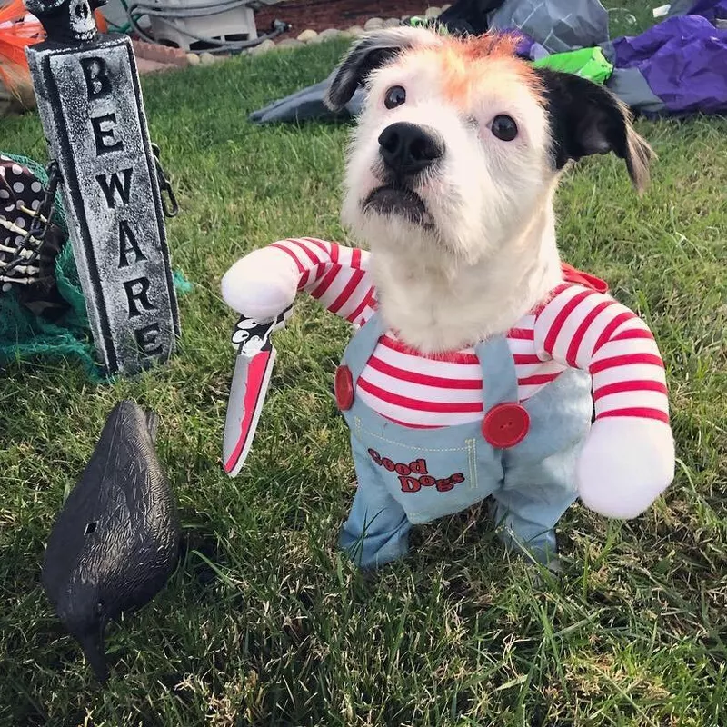 California Costume Deadly Doll Dog Costume