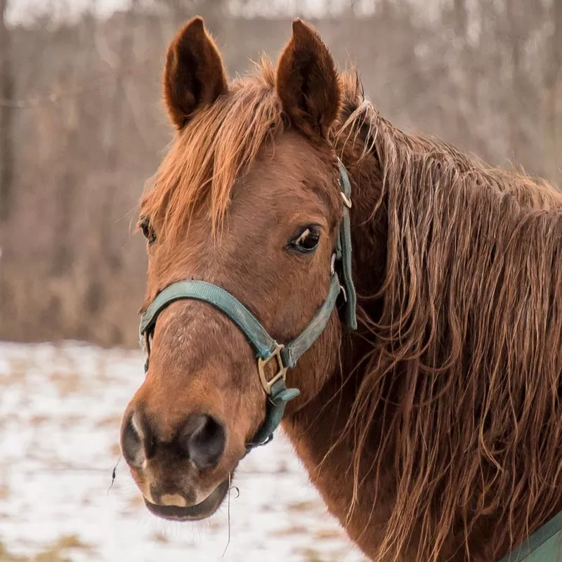 Morgan Horse in the snow