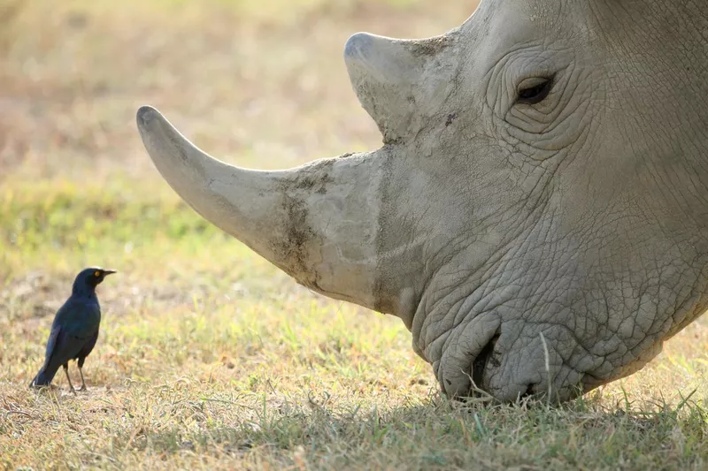 Adult rhino with bird