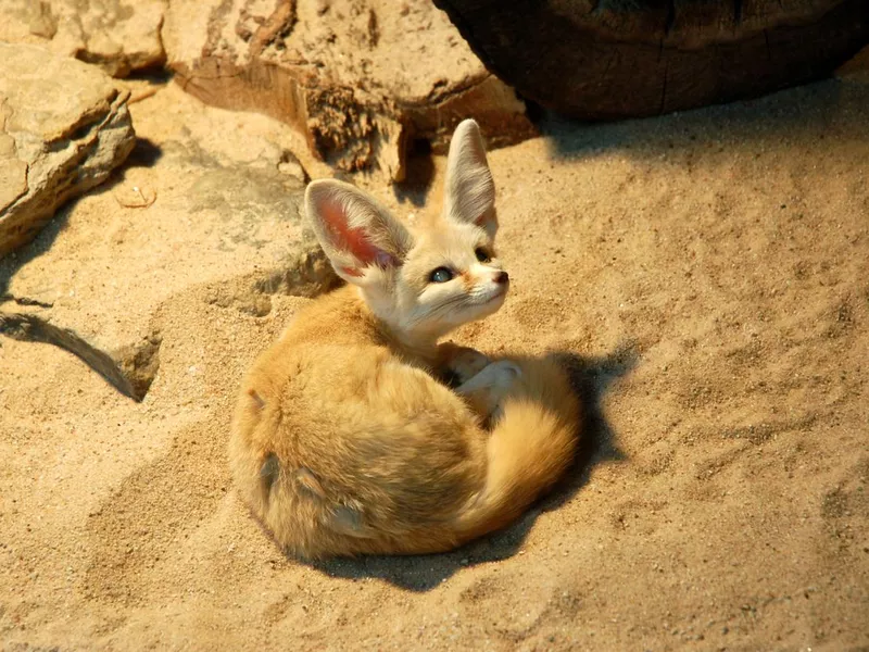 Desert Fox