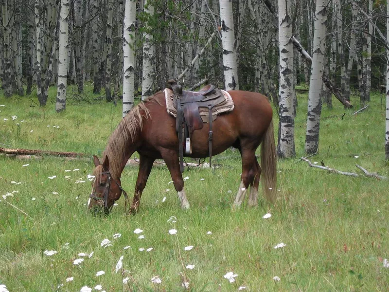 Spirit of the West