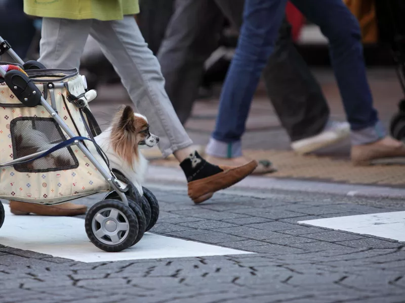 Dog in a stroller