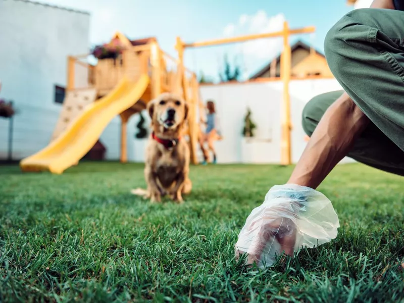 Woman picking up dog poop from the lawn