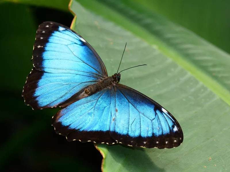Blue Morpho butterfly