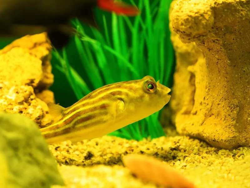 Tetraodon Fahaka fish swims in aquarium on green background (Tetraodontidae)