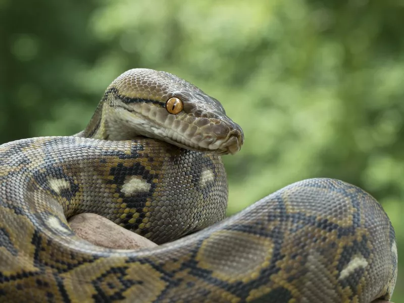 Reticulated Python