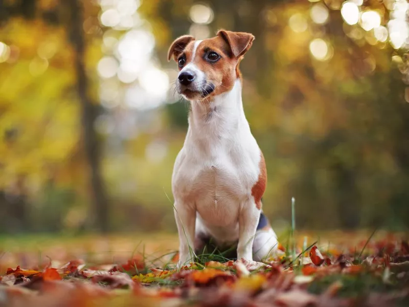 Small Jack Russell terrier sitting on forest path