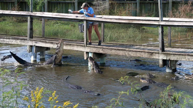 Feeding alligators at Alligator Adventure