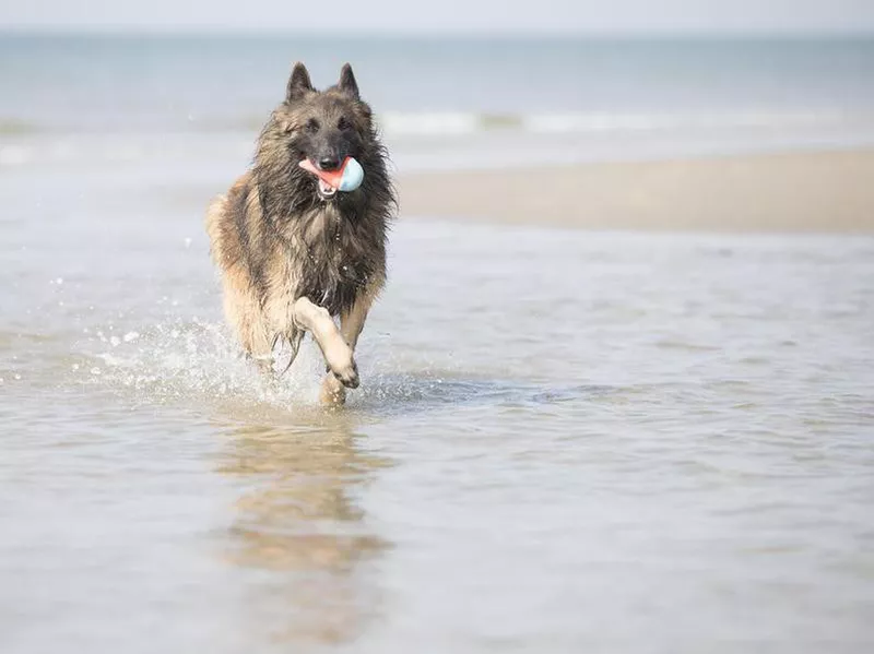Belgian Tervuren running