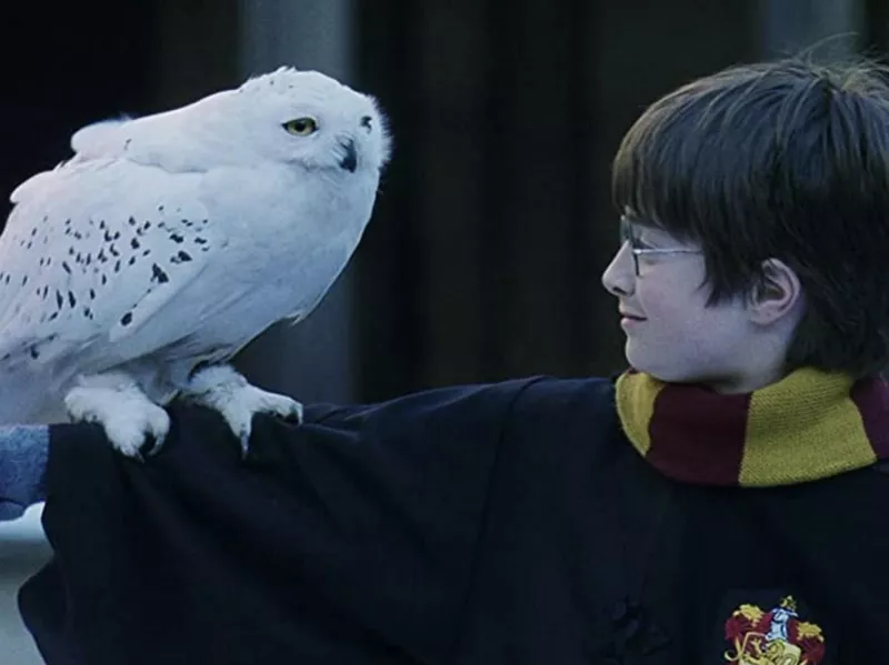 Hedwig