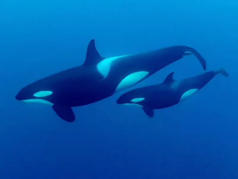 a killer whale swims with her calf in Skjervoy, Troms og Finnmark fylke, Norway