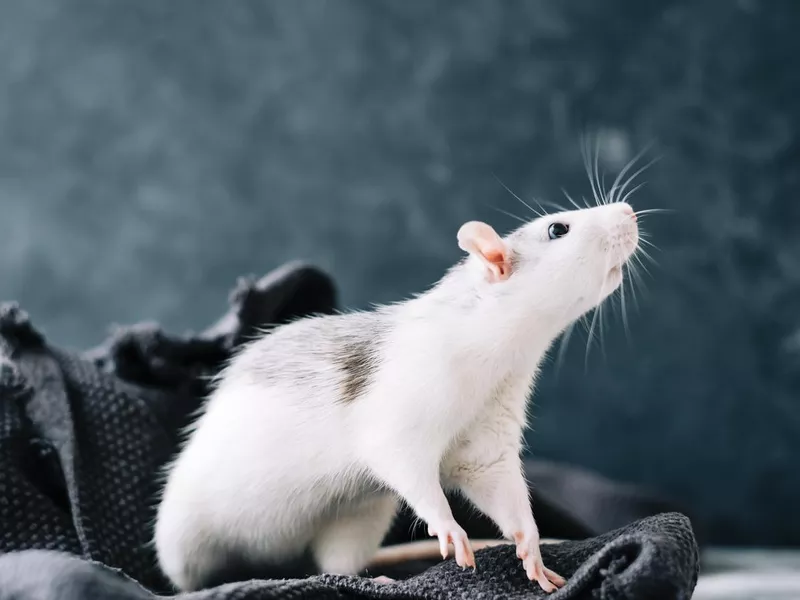Cute white rat