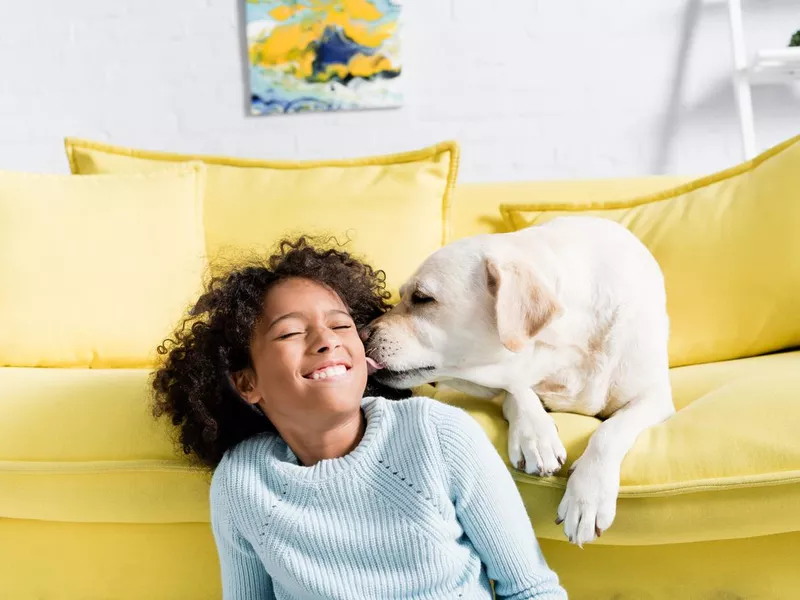 labrador licking girl cheek, while lying on yellow sofa at home