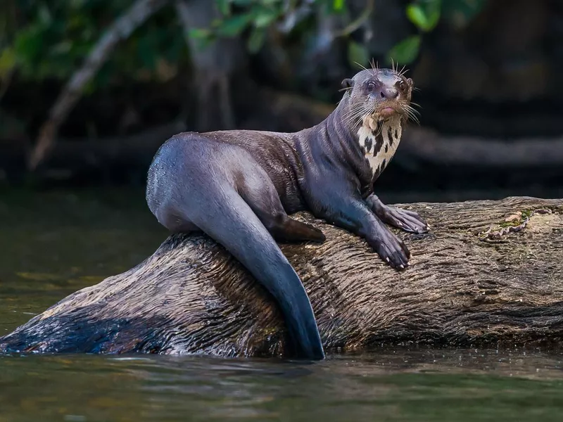 Giant River Otter