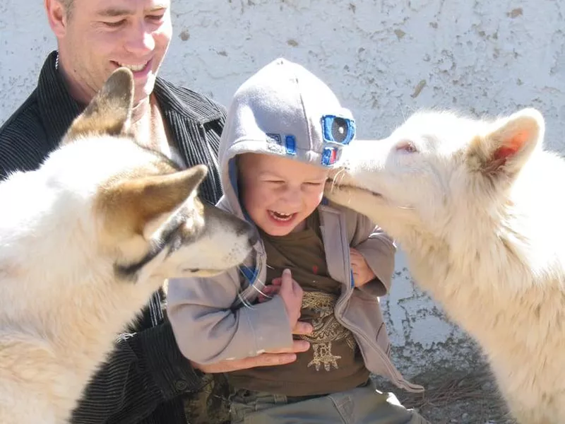 Wolf at Shadowland Foundation petting zoo
