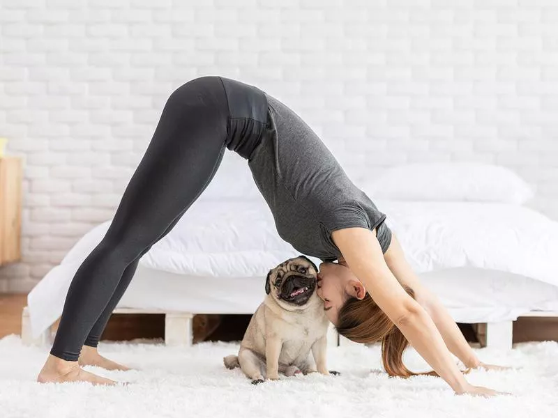 Pug