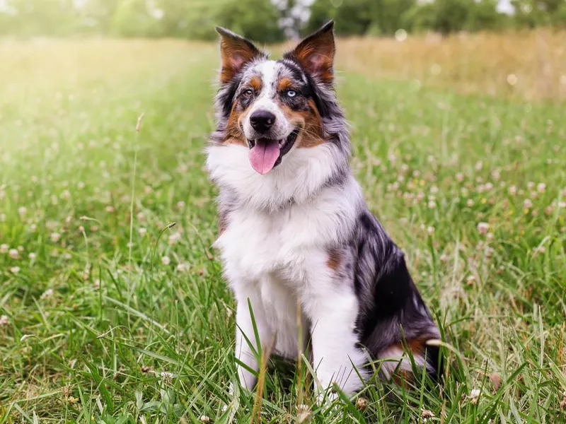 Australian shepherd dog in a field