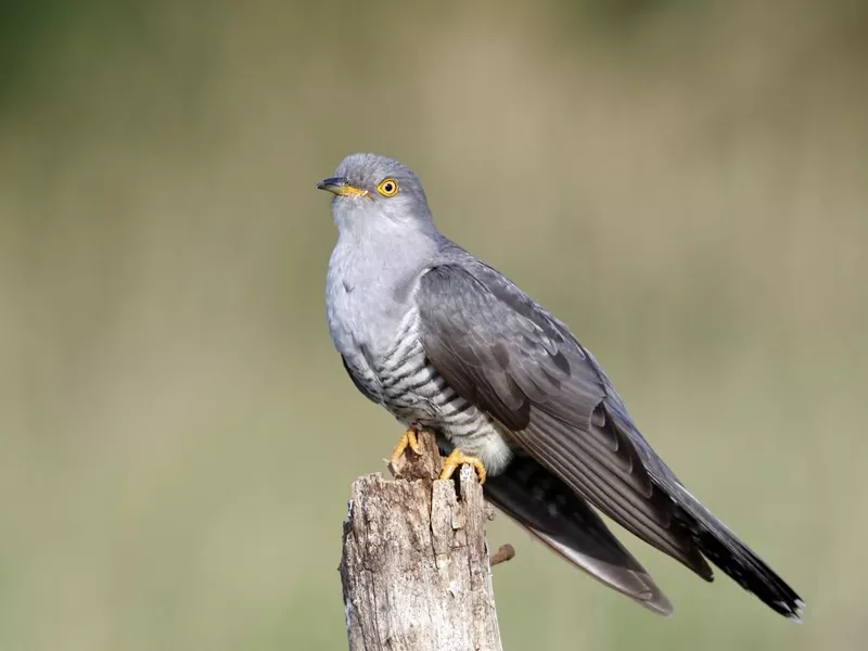 Cuckoo