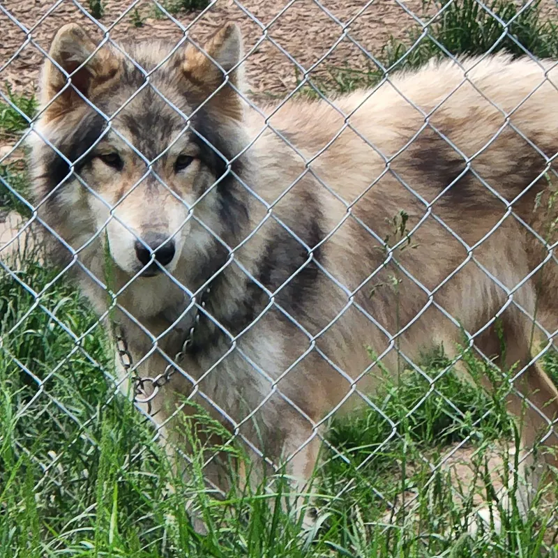 High maintenance wolf dog