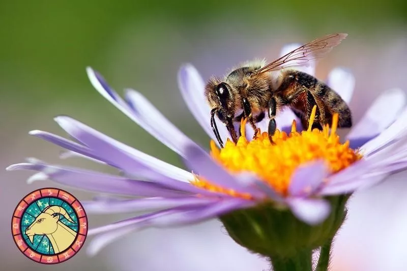 Honeybee