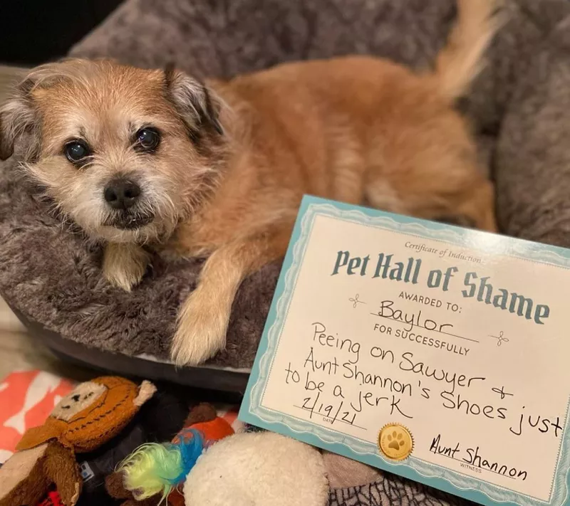 Old dog peed on shoes