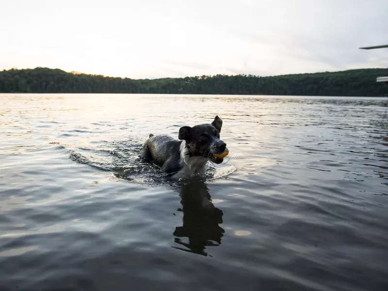 Fetch at Sunset