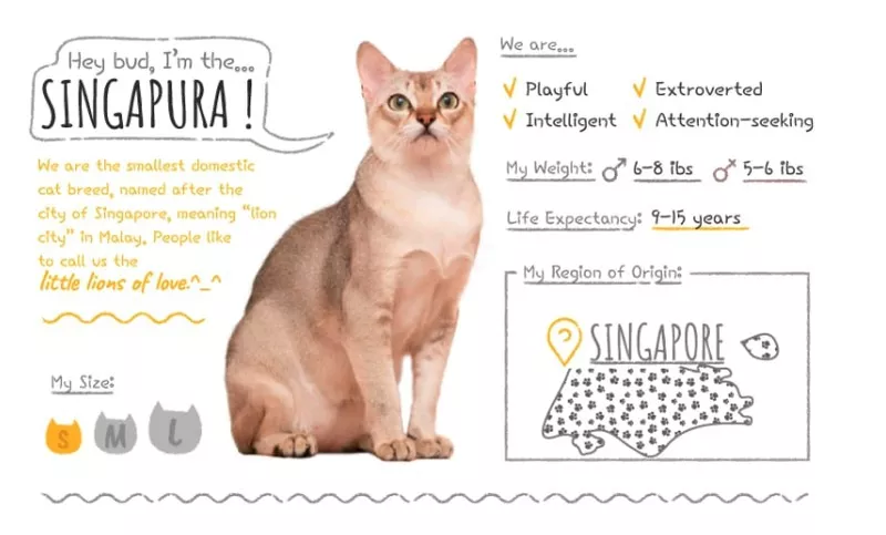 Singapura summary