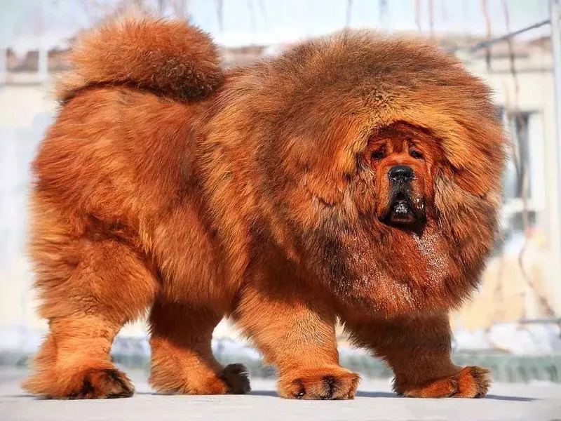 Lion Tibetan Mastiff