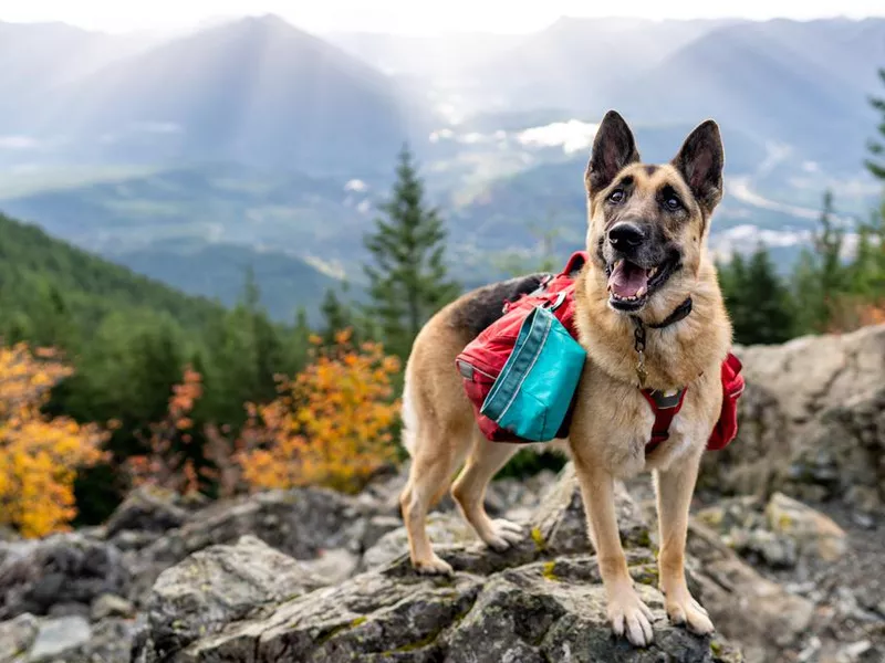 Portrait of German Shepherd on top of mountain in Washington