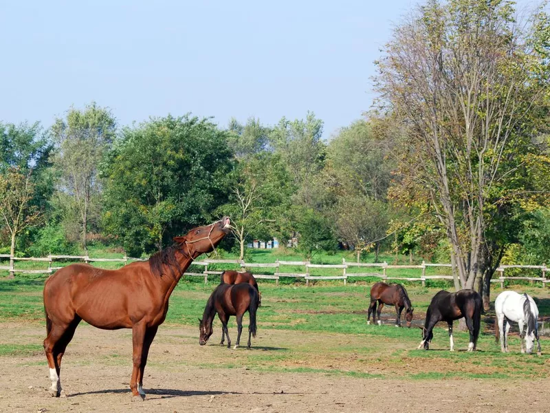 brown horse nicker