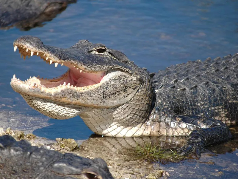 Close up on the alligator getting out of the water