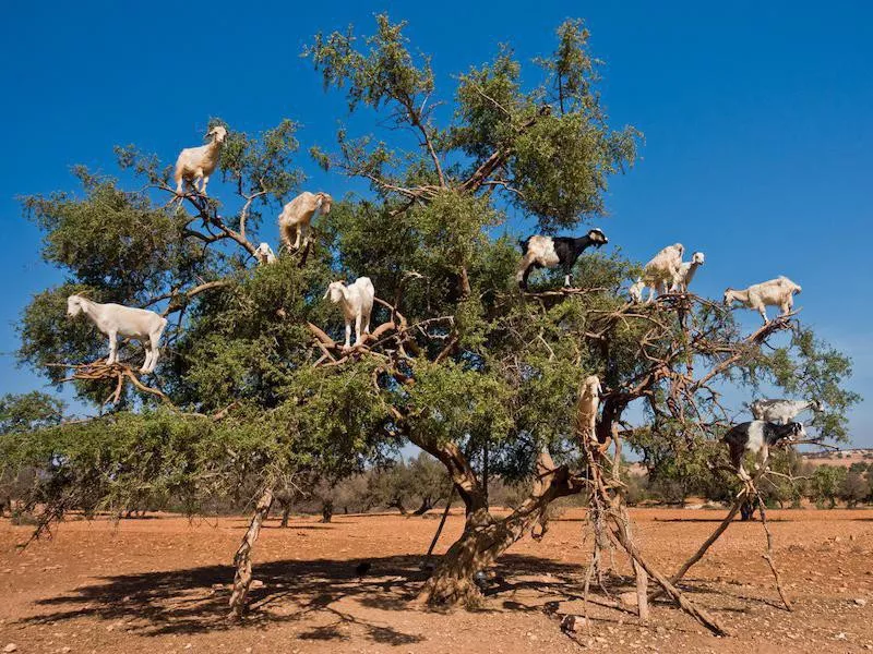 Tree goats