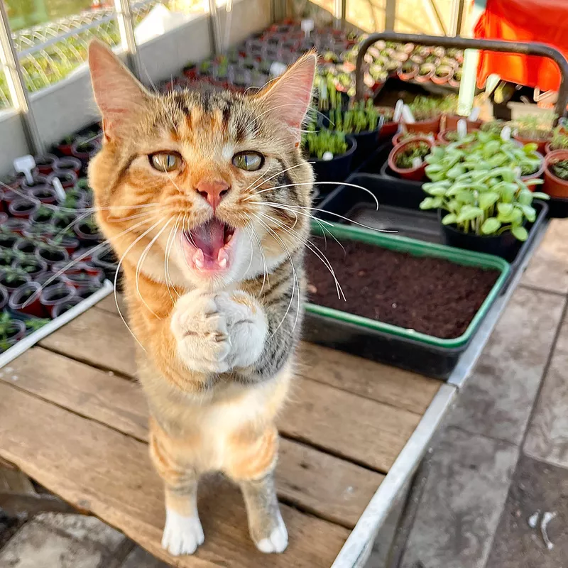 Purr-etty Pleeeaase!
