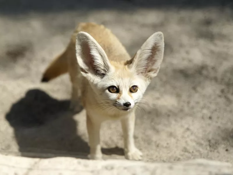 fennec fox