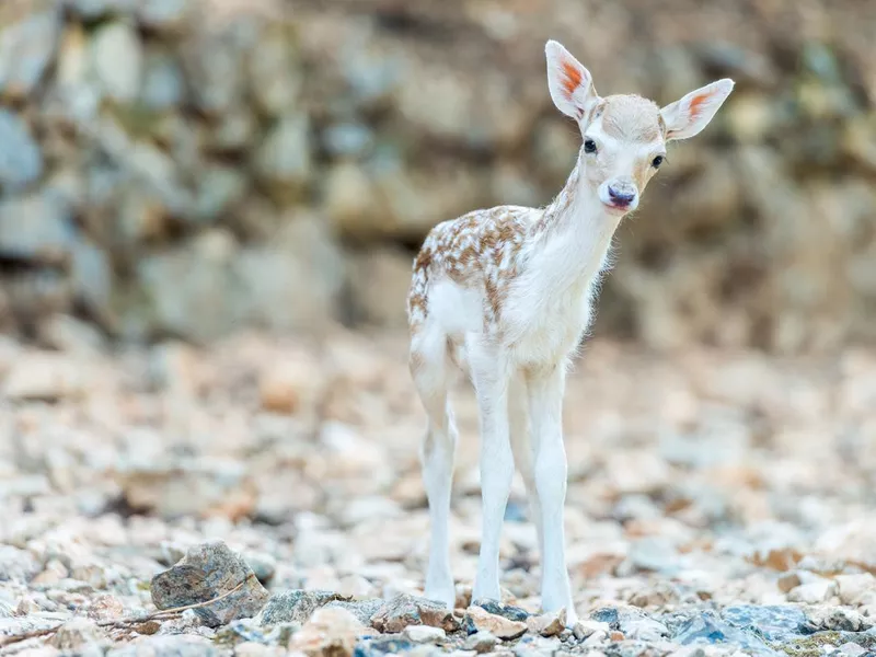 Close-up portrait of young sika deer in the zoo