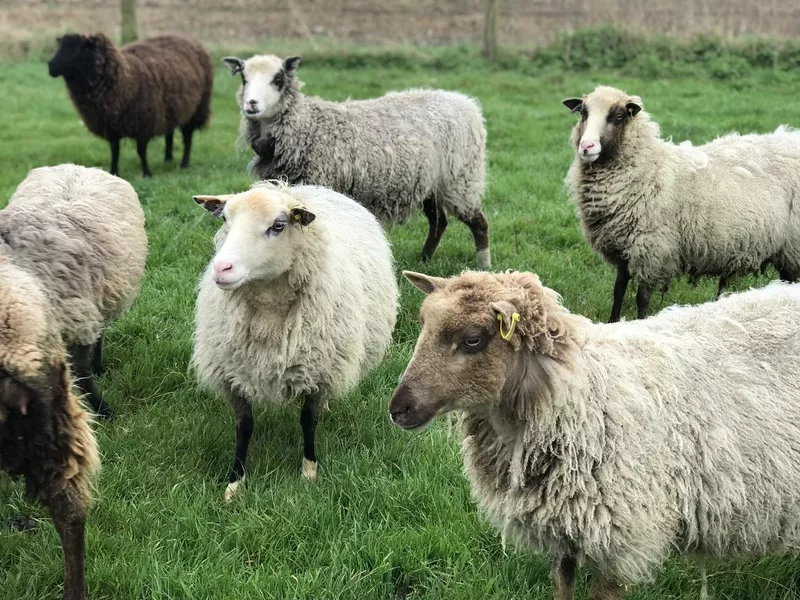 Shetland Sheep