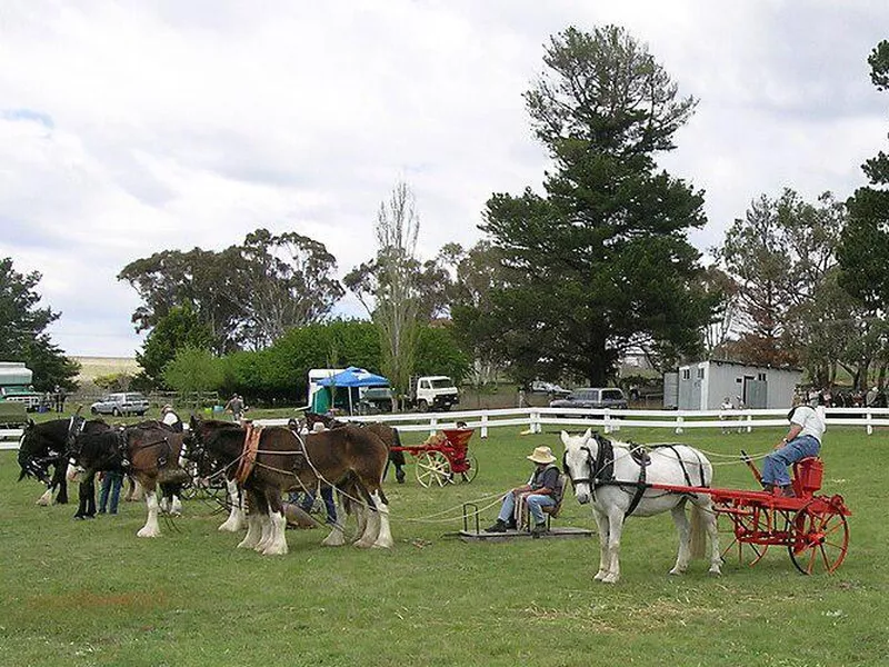 Australian Draught