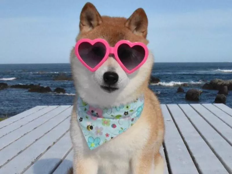 Kabosu wearing sunglasses